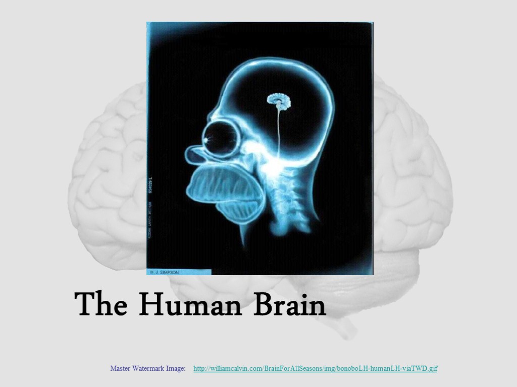 The Human Brain Master Watermark Image: http://williamcalvin.com/BrainForAllSeasons/img/bonoboLH-humanLH-viaTWD.gif